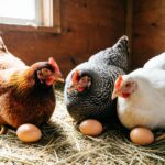 Три курицы несут три яйца за три дня.