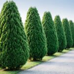 Туя: выращивание и уход