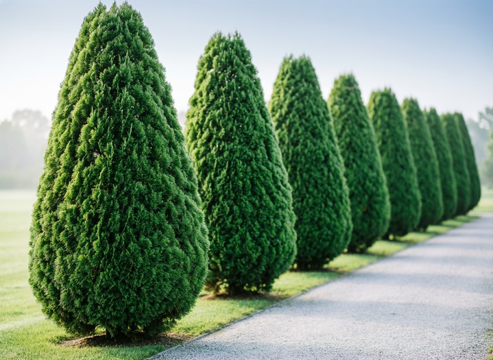 Туя: выращивание и уход