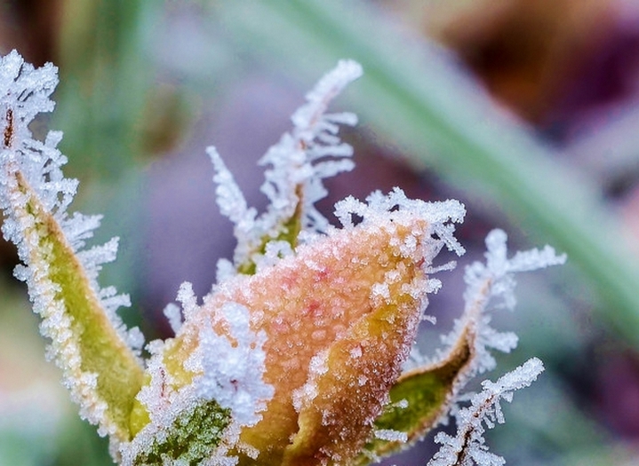 Весенние похолодания: как защитить растения от возвратных заморозков