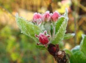 Защита сада от возвратных заморозков: проверенные препараты и подкормки