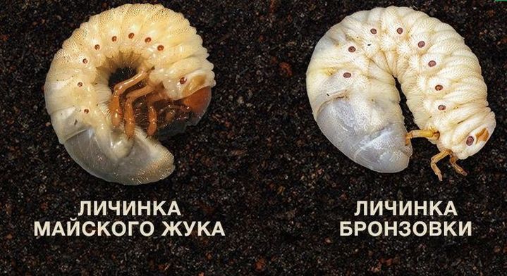 Личинки майского жука и бронзовки: отличия